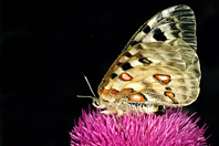 Parnassius apollo